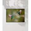 Hummingbird Savaşları Poster