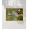 Hummingbird Savaşları Poster