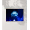 Işıkta Yüzen Meduza Poster