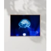 Işıkta Yüzen Meduza Poster