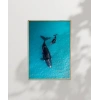 Mavi Denizde Yüzen Balinalar Poster