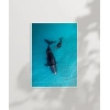 Mavi Denizde Yüzen Balinalar Poster