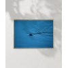Mavi Suda Yüzen Su Samuru Poster