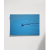 Mavi Suda Yüzen Su Samuru Poster