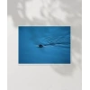 Mavi Suda Yüzen Su Samuru Poster
