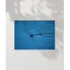 Mavi Suda Yüzen Su Samuru Poster