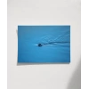 Mavi Suda Yüzen Su Samuru Poster