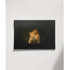Meraklı Sincap Poster