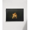 Meraklı Sincap Poster
