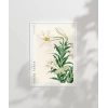 Ohara Koson Zambaklar Poster