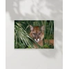 Ormandaki Puma Poster