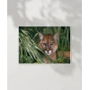 Ormandaki Puma Poster