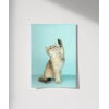 Oynayan Kedi Poster