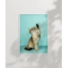 Oynayan Kedi Poster