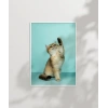 Oynayan Kedi Poster