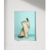 Oynayan Kedi Poster