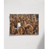Penguenler Arasında Poster