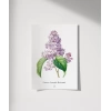 Pierre Joseph Redoure Lilac Poster