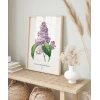 Pierre Joseph Redoure Lilac Poster