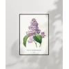 Pierre Joseph Redoure Lilac Poster