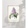 Pierre Joseph Redoure Lilac Poster