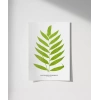Polypodium Inaequale Poster