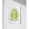 Polypodium Inaequale Poster