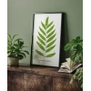 Polypodium Inaequale Poster