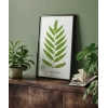 Polypodium Inaequale Poster