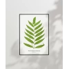 Polypodium Inaequale Poster