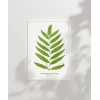 Polypodium Inaequale Poster