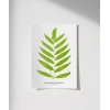 Polypodium Inaequale Poster