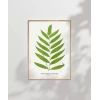 Polypodium Inaequale Poster