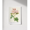 Rosa Damascane Italica Poster