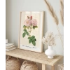 Rosa Damascane Italica Poster