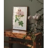 Rosa Damascane Italica Poster