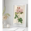 Rosa Damascane Italica Poster