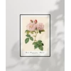 Rosa Damascane Italica Poster