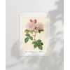 Rosa Damascane Italica Poster