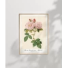 Rosa Damascane Italica Poster