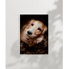 Sevimli Golden Köpek Poster