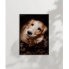 Sevimli Golden Köpek Poster