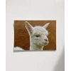 Sevimli Lama Poster