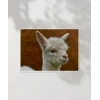 Sevimli Lama Poster