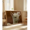 Sevimli Lama Poster