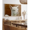 Sevimli Lama Poster