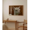 Sevimli Lama Poster