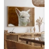 Sevimli Lama Poster