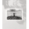 Siyah Beyaz Denge Poster
