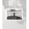 Siyah Beyaz Denge Poster